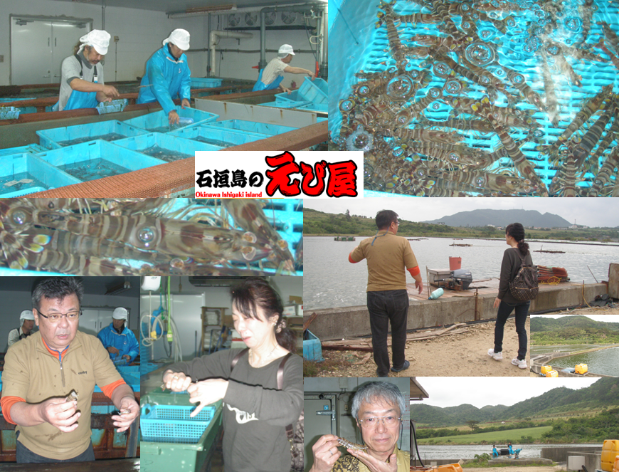 石垣島　海老や　活海老　試食　見学　発送　ヒルズヤマバレ