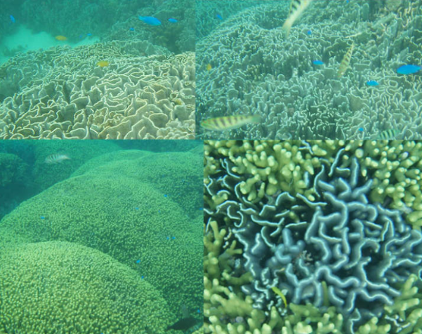 白保　アオサンゴ　シュノーケル