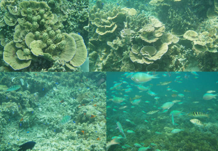 サンゴ礁　テーブルサンゴ　熱帯魚　ニモ