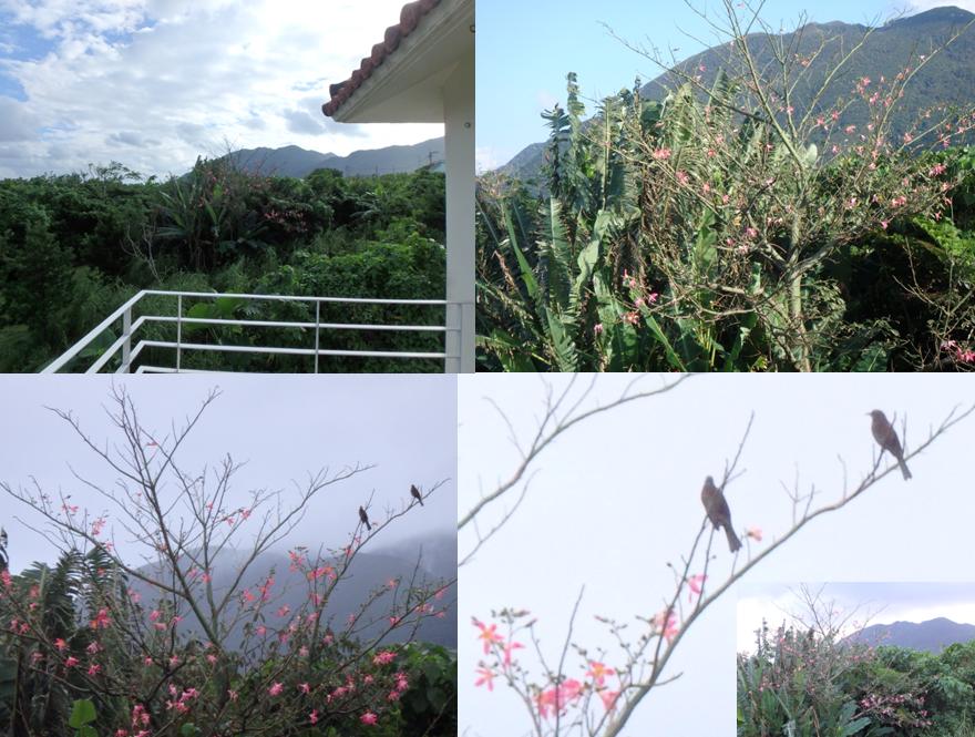 hillsyamabare 石垣島 東側　隣地　赤い花　つがい　鳥