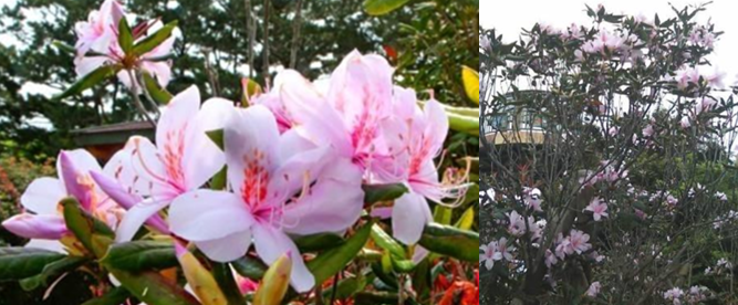 幻の花 セイシカ バンナ岳公園