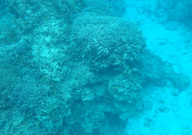 石崎　サンゴ礁　海