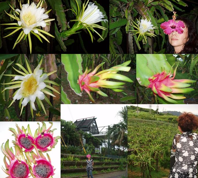 石垣　こうちゃん　畑　ドラゴンフルーツ　ハーフ