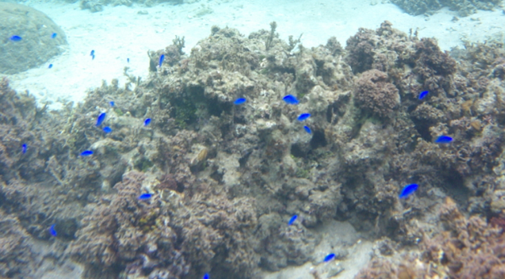 米原　ビーチ　内海　シュノーケル