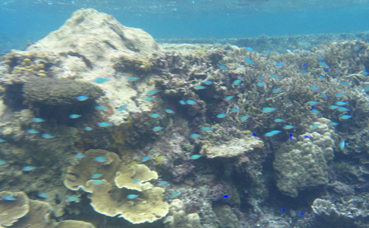 米原　ビーチ　内海　シュノーケル