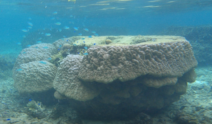 米原　ビーチ　内海　シュノーケル