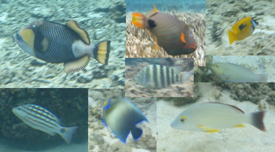 米原　ビーチ　内海　シュノーケル