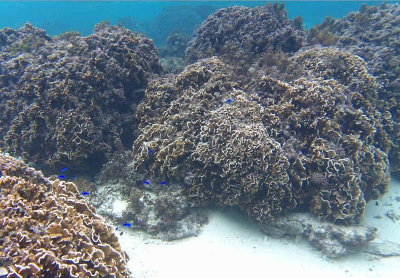 米原　ビーチ　内海　シュノーケル