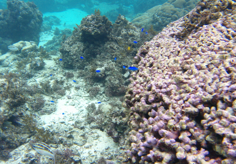 米原　ビーチ　内海　シュノーケル