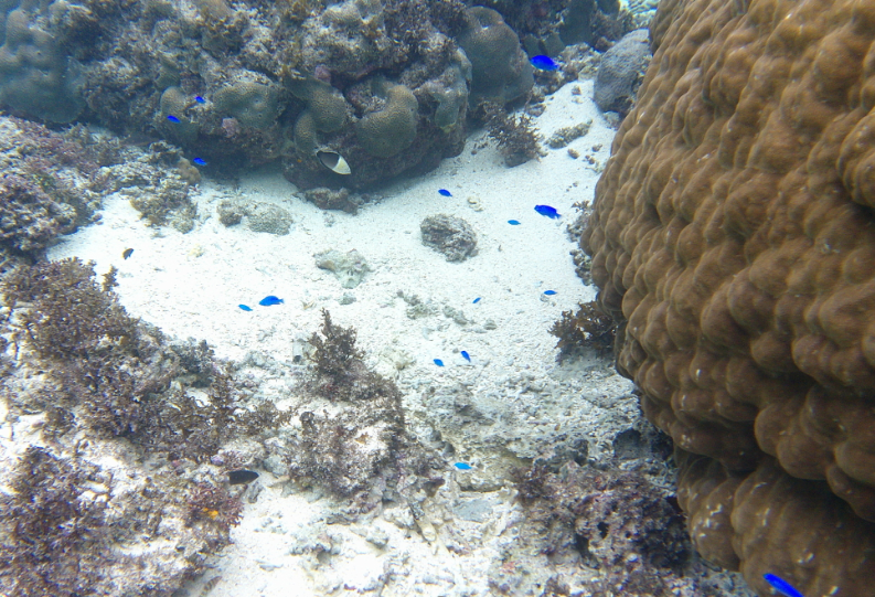 米原　ビーチ　内海　シュノーケル