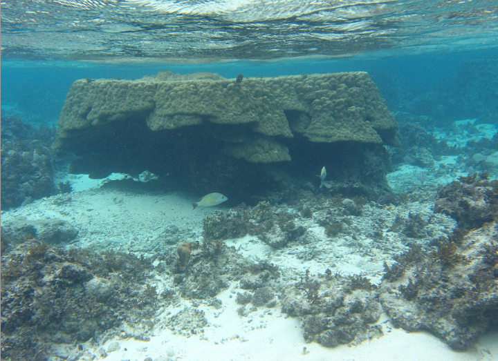 米原　ビーチ　内海　シュノーケル