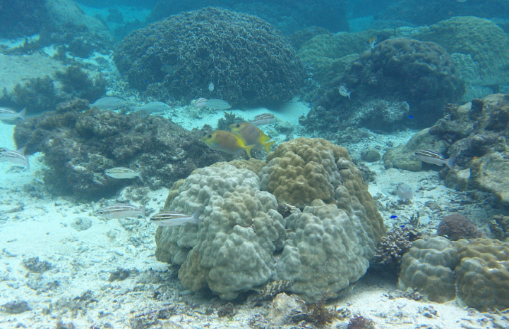 米原　ビーチ　内海　シュノーケル