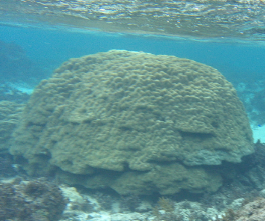 米原　ビーチ　内海　シュノーケル
