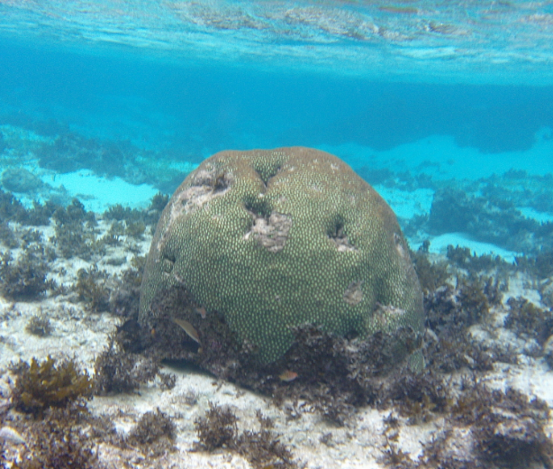米原　ビーチ　内海　シュノーケル