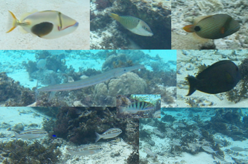 米原　ビーチ　内海　シュノーケル