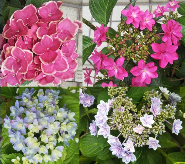 hillsyamabare サマーシーズン ホリデーシーズン 夏休み