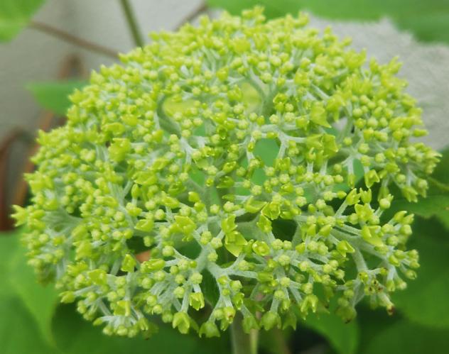 hillsyamabare 目の前の海 歩いて下りれる 海岸 ボランティア 清掃