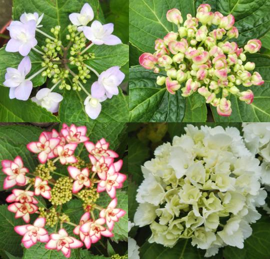 米原 ビーチ 内海 シュノーケル