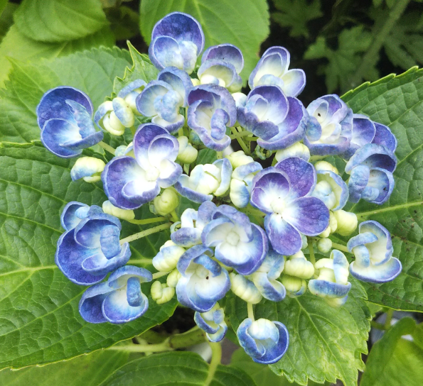 首都圏連絡所 アジサイ テラス